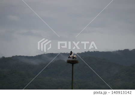霧に包まれた山間の巣とコウノトリ 霧に包まれた山間の巣とコウノトリ 140913142
