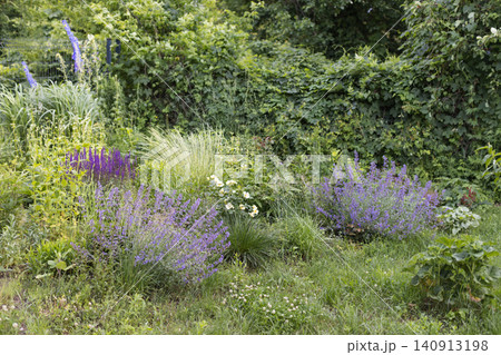 Wide shot of lush naturalistic cottage garden border with purple salvia, catmint, ornamental grass, yellow rose and delphinium growing freely among green foliage in summer daylight Wide shot of lush naturalistic cottage garden border with purple salvia, catmint, ornamental grass, yellow rose and delphinium growing freely among green foliage in summer daylight 140913198