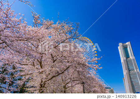 (神奈川県)横浜みなとみらい 満開の桜とビル群 (神奈川県)横浜みなとみらい 満開の桜とビル群 140913226