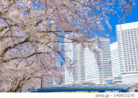 (神奈川県)横浜みなとみらい 満開の桜とビル群 (神奈川県)横浜みなとみらい 満開の桜とビル群 140913230