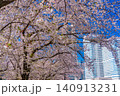 (神奈川県)横浜みなとみらい 満開の桜とビル群 (神奈川県)横浜みなとみらい 満開の桜とビル群 140913231
