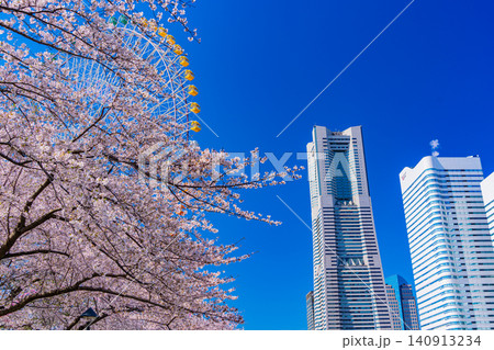 (神奈川県)横浜みなとみらい 満開の桜とビル群 (神奈川県)横浜みなとみらい 満開の桜とビル群 140913234