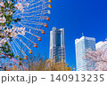 (神奈川県)横浜みなとみらい 満開の桜とビル群 (神奈川県)横浜みなとみらい 満開の桜とビル群 140913235