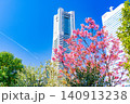 (神奈川県)横浜みなとみらい 満開の桜とビル群 (神奈川県)横浜みなとみらい 満開の桜とビル群 140913238