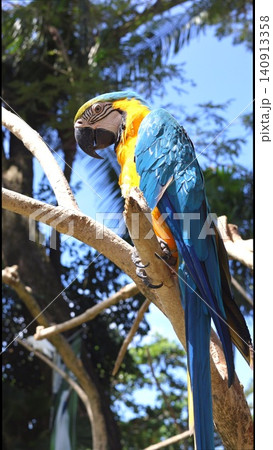 Blue and gold macaw perched on sunlit branch with tropical foliage background, closeup profile 140913358
