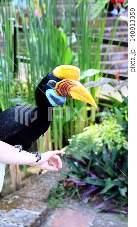 Rhinoceros hornbill perched on human arm with vivid yellow casque, blue facial skin, glossy black plumage, clawed feet, in lush tropical garden setting, with hornbill, rhinocero, beak, casque detail Rhinoceros hornbill perched on human arm with vivid yellow casque, blue facial skin, glossy black plumage, clawed feet, in lush tropical garden setting, with hornbill, rhinocero, beak, casque detail 140913359