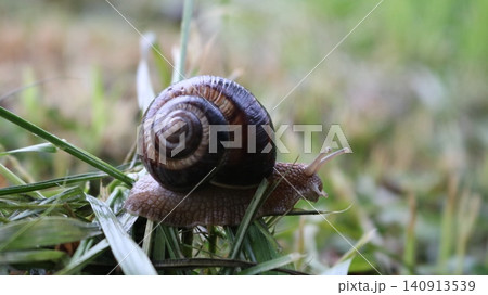close-up of a grape snail crawling through mown grass. The round shell, with its distinct brown spiral pattern, contrasts beautifully with the soft, blurred green background and the texture of snail close-up of a grape snail crawling through mown grass. The round shell, with its distinct brown spiral pattern, contrasts beautifully with the soft, blurred green background and the texture of snail 140913539