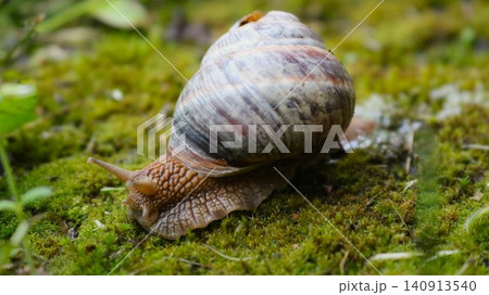 large grape snail slowly crawls through dense green moss. This close-up captures its textured brown skin and rounded, striped shell in exquisite detail. The photo is captured in natural tones large grape snail slowly crawls through dense green moss. This close-up captures its textured brown skin and rounded, striped shell in exquisite detail. The photo is captured in natural tones 140913540