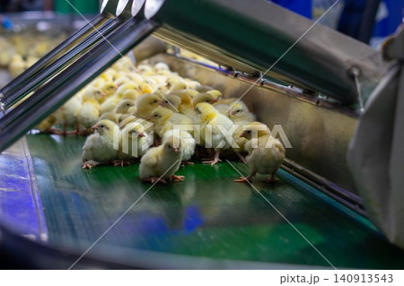 Newly Hatched Chicks on Conveyor Belt in Modern Poultry Hatchery Facility 140913543