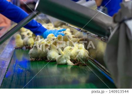 Newly Hatched Chicks on Conveyor Belt in Modern Poultry Hatchery Facility Newly Hatched Chicks on Conveyor Belt in Modern Poultry Hatchery Facility 140913544