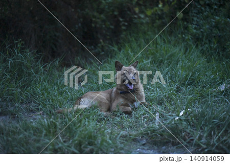 Dog grass forest animal canine brown dog resting in green woodland path 140914059