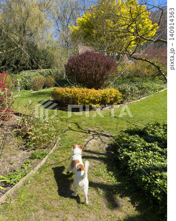 Jack Russell Terrier Dog in Green Garden Jack Russell Terrier Dog in Green Garden 140914363