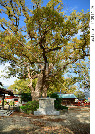 宇美八幡宮の巨木 宇美八幡宮の巨木 140914376