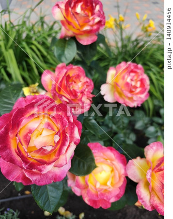 Pink and Yellow Roses with Red petals in a Park Garden Bed. Rose flower bush top view nature Pink and Yellow Roses with Red petals in a Park Garden Bed. Rose flower bush top view nature 140914456
