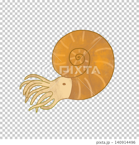 可愛的菊石插圖 可愛的菊石插圖 140914496