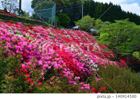池の山荘グラウンド下のツツジ 池の山荘グラウンド下のツツジ 140914580