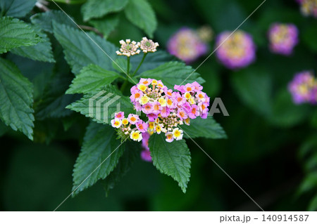 ランタナの花 ランタナの花 140914587