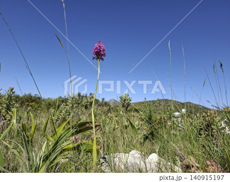 An elegant pink orchid flower stands tall in a sunny mountain field in the Spanish Mediterranean region. The surrounding grass and plants provide a natural backdrop. An elegant pink orchid flower stands tall in a sunny mountain field in the Spanish Mediterranean region. The surrounding grass and plants provide a natural backdrop. 140915197