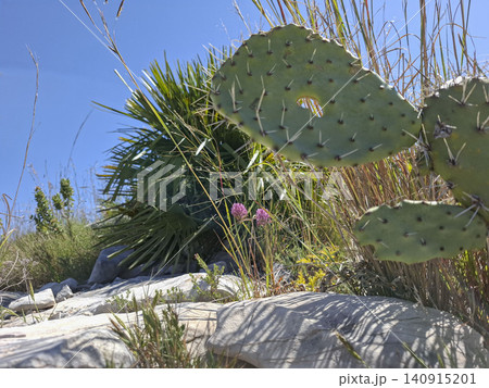 Prickly pear cactus is found with various wild plants on a rocky hillside in the mountains of Alicante Spain under a clear blue sky. The area is sunny and dry. Prickly pear cactus is found with various wild plants on a rocky hillside in the mountains of Alicante Spain under a clear blue sky. The area is sunny and dry. 140915201