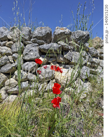 Bright red common poppies grow among tall grass near an ancient stone wall in a Mediterranean area. The sky is clear and blue on this sunny day. Bright red common poppies grow among tall grass near an ancient stone wall in a Mediterranean area. The sky is clear and blue on this sunny day. 140915230