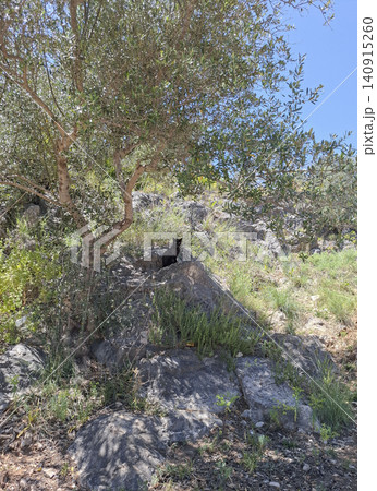 A black cat rests quietly on a rocky hillside. Sunlight shines down as the cat enjoys the shade of an olive tree. Grass and stones surround the area, creating a natural setting. A black cat rests quietly on a rocky hillside. Sunlight shines down as the cat enjoys the shade of an olive tree. Grass and stones surround the area, creating a natural setting. 140915260