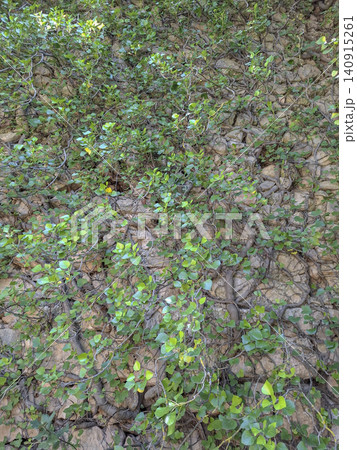 Thick green vines and creeping ivy grow over a rustic stone wall. The scene shows nature taking over the old structure, creating a lush and vibrant look in daylight. Thick green vines and creeping ivy grow over a rustic stone wall. The scene shows nature taking over the old structure, creating a lush and vibrant look in daylight. 140915261