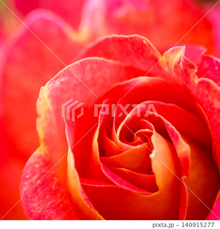 Rose petals forming a vibrant spiral, creating a blooming natural background for love and beauty concepts 140915277