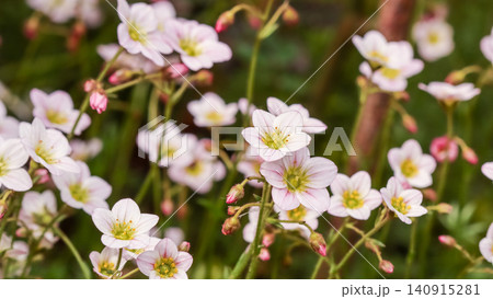 Delicate white and pink saxifrage flowers blooming in a lush garden during springtime, showing natural beauty macro closeup Delicate white and pink saxifrage flowers blooming in a lush garden during springtime, showing natural beauty macro closeup 140915281