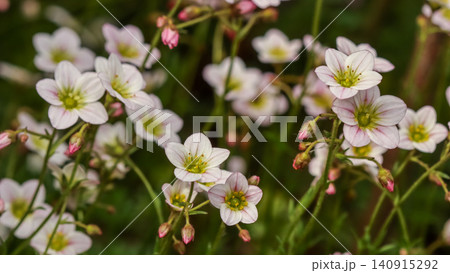 Delicate saxifrage flowers blooming in a lush garden, showcasing white petals with pink veins and yellow stamens 140915292