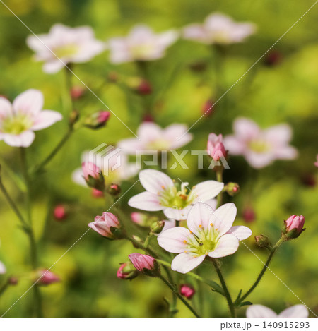 Small pale pink flowers with green centers and scattered pink buds growing in a vibrant green garden background Small pale pink flowers with green centers and scattered pink buds growing in a vibrant green garden background 140915293