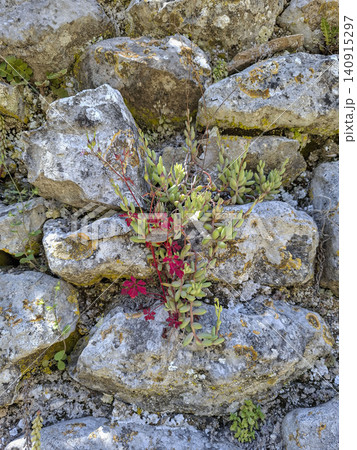 A rock stonecrop plant grows from the crevices of an old limestone wall. Yellow moss covers the stones. Sunlight shines on the scene. 140915297