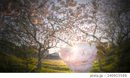 夕日に照らされる桜の木 夕日に照らされる桜の木 140915589