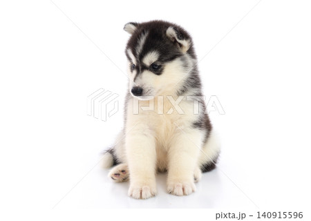 Adorable black and white Siberian Husky puppy sitting and looking straight at camera isolated on white background. Adorable black and white Siberian Husky puppy sitting and looking straight at camera isolated on white background. 140915596