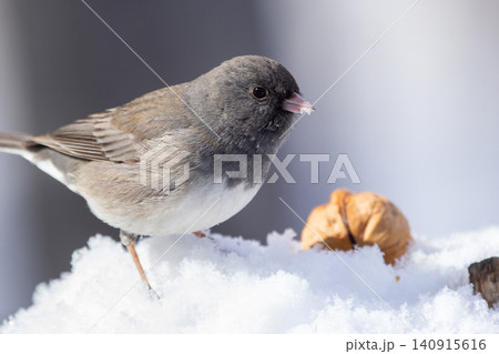 Little Junco is eating seeds on the snowy stump in the woods. 140915616
