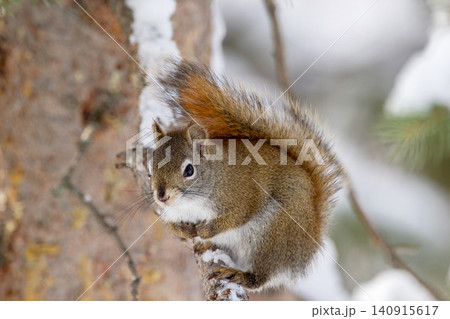 Red squirrel sits on the spruce tree in winter woodland. 140915617