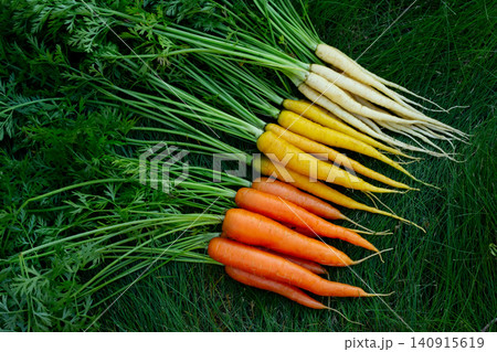Yellow, orange and white carrots on the green garden lawn. 140915619