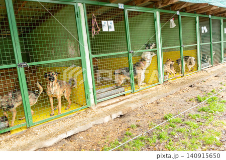 Dogs in an animal enclosure. A dog behind bars is waiting for a guardian. Animal welfare. Pet adoption. Dogs in an animal enclosure. A dog behind bars is waiting for a guardian. Animal welfare. Pet adoption. 140915650