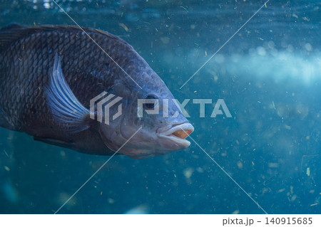 freshwater fish swimming underwater close up in blue water freshwater fish swimming underwater close up in blue water 140915685