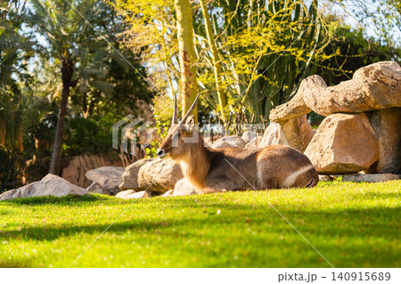 antelope resting on green grass in sunny zoo habitat with rocks and tropical plants antelope resting on green grass in sunny zoo habitat with rocks and tropical plants 140915689