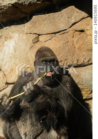 gorilla sitting and eating twig in sunlight against rock wall gorilla sitting and eating twig in sunlight against rock wall 140915695
