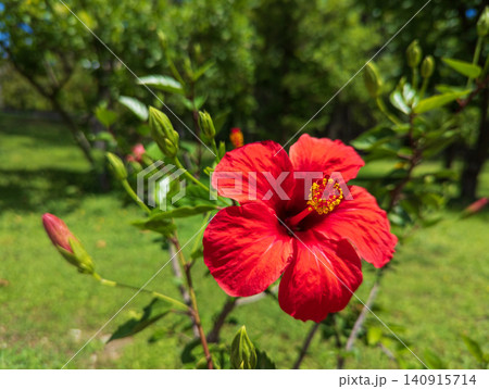 Red hibiscus flower blooming with green leaves in garden Red hibiscus flower blooming with green leaves in garden 140915714
