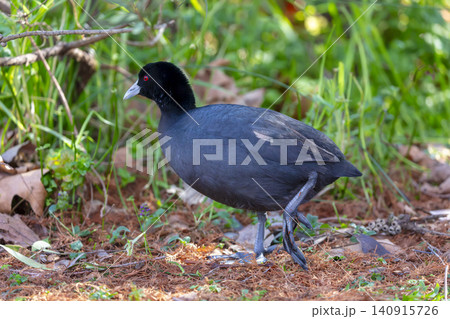A Eurasian Coot waterbird foraging for food in the Blue Mountains A Eurasian Coot waterbird foraging for food in the Blue Mountains 140915726