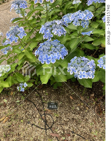青い紫陽花 青い紫陽花 140915740