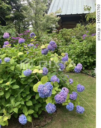 公園のカラフルな紫陽花 公園のカラフルな紫陽花 140915760