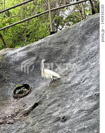 Elegant white heron gracefully perched on a rocky slope in the lush greenery Elegant white heron gracefully perched on a rocky slope in the lush greenery 140916180