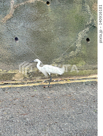 Elegant white bird walking along an urban street with a textured wall backdrop Elegant white bird walking along an urban street with a textured wall backdrop 140916181
