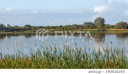 Scenic wetland with greater flamingos in Donana National Park, Spain. Ideal for wildlife, birdwatching, nature conservation, ecotourism, biodiversity, and travel content. Scenic wetland with greater flamingos in Donana National Park, Spain. Ideal for wildlife, birdwatching, nature conservation, ecotourism, biodiversity, and travel content. 140916203