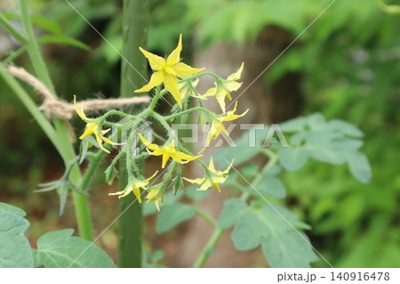 家庭菜園で咲いたミニトマトの花 家庭菜園で咲いたミニトマトの花 140916478