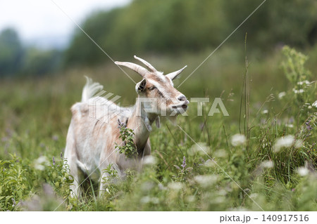 Close-up profile portrait of nice white hairy bearded goats with long horns on bright sunny warm summer day on blurred green grassy fieldsand trees background. Close-up profile portrait of nice white hairy bearded goats with long horns on bright sunny warm summer day on blurred green grassy fieldsand trees background. 140917516