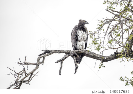 Martial Eagle in Greater Kruger National park, South Africa 140917685